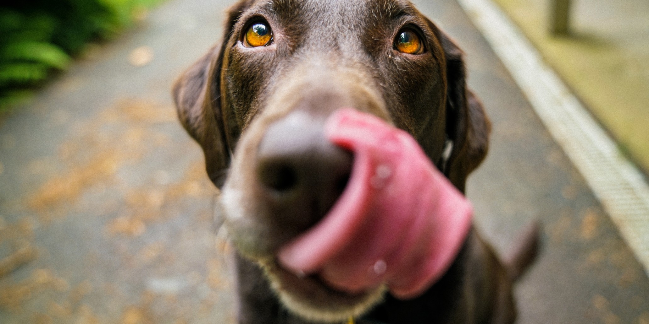 Vox Hundkatzemaus Die 10 Populärsten Irrtümer über Katzen