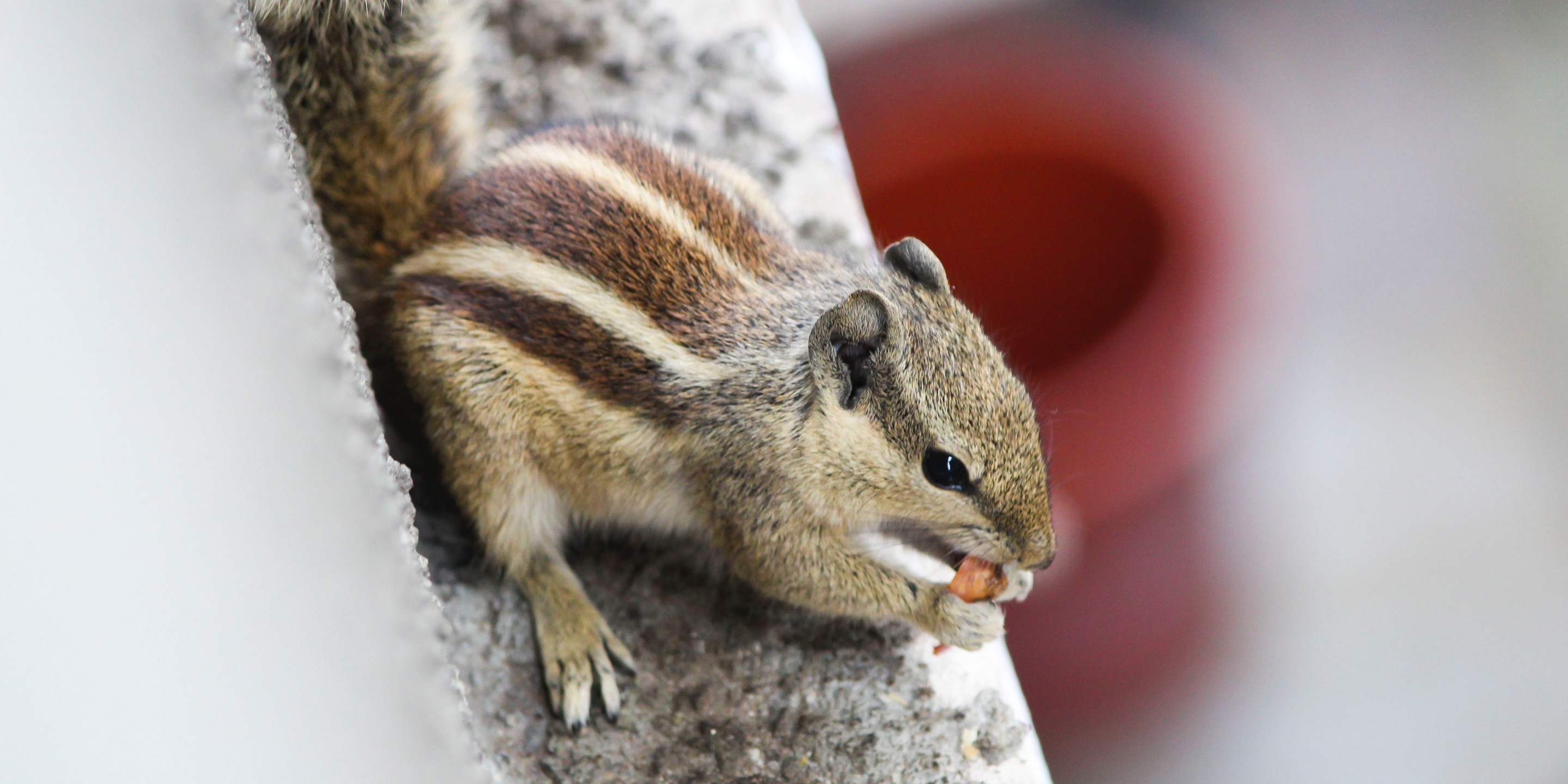 Vox Hundkatzemaus Tauber Hund Was Nun Holstein Media