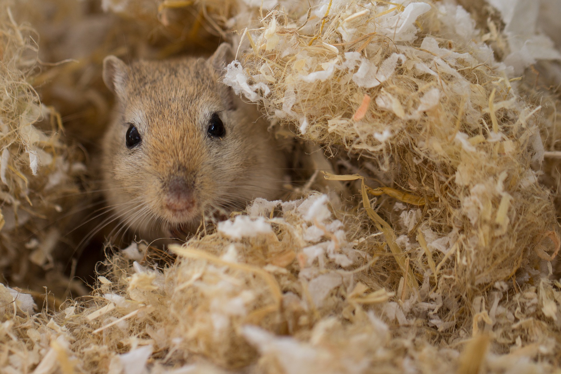 Vox Hundkatzemaus Irrtümer In Der Rennmaus Haltung